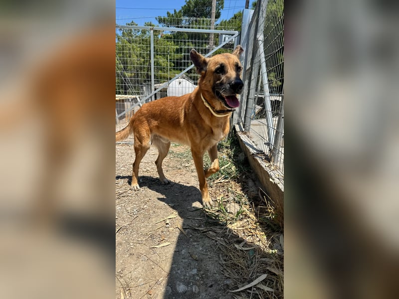 Wundervolle Schäferhundmix Hundeseele MATOUK sucht ein Zuhause