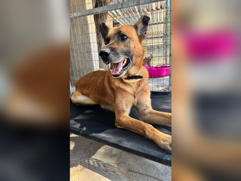 Wundervolle Schäferhundmix Hundeseele MATOUK sucht ein Zuhause