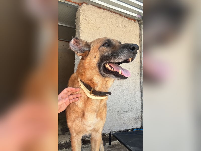 Wundervolle Schäferhundmix Hundeseele MATOUK sucht ein Zuhause