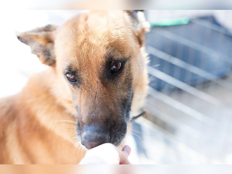 Wundervolle Schäferhundmix Hundeseele MATOUK sucht ein Zuhause