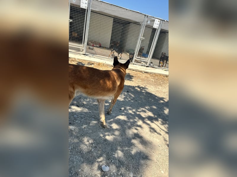 Wundervolle Schäferhundmix Hundeseele MATOUK sucht ein Zuhause