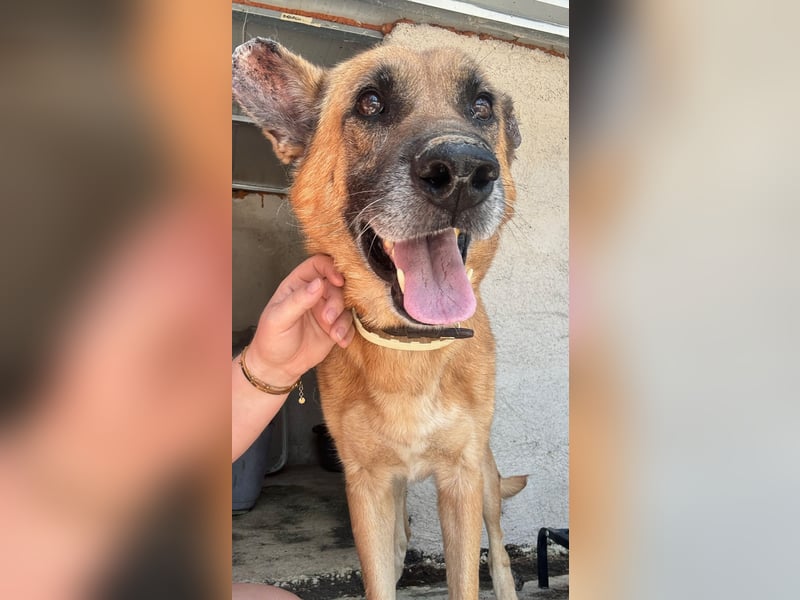 Wundervolle Schäferhundmix Hundeseele MATOUK sucht ein Zuhause