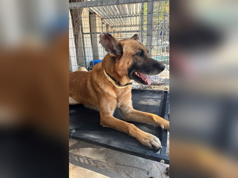 Wundervolle Schäferhundmix Hundeseele MATOUK sucht ein Zuhause