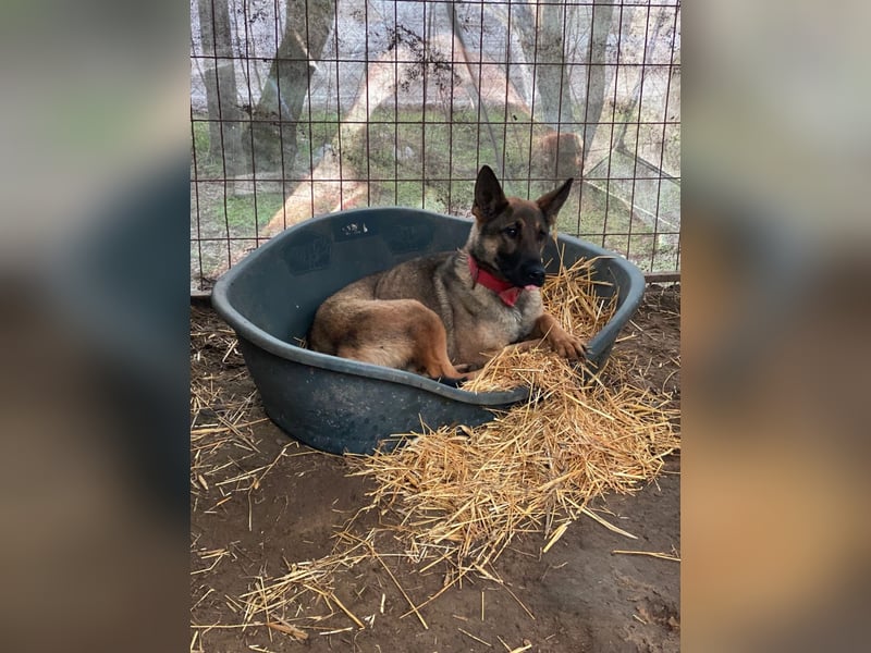 Ajax LM – aktive Schäferhündin sucht sportliches Zuhause 