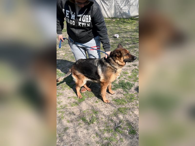 Lili LM – freundliche Schäferhündin sucht liebevolles Zuhause 