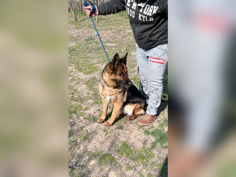 Lili LM – freundliche Schäferhündin sucht liebevolles Zuhause 