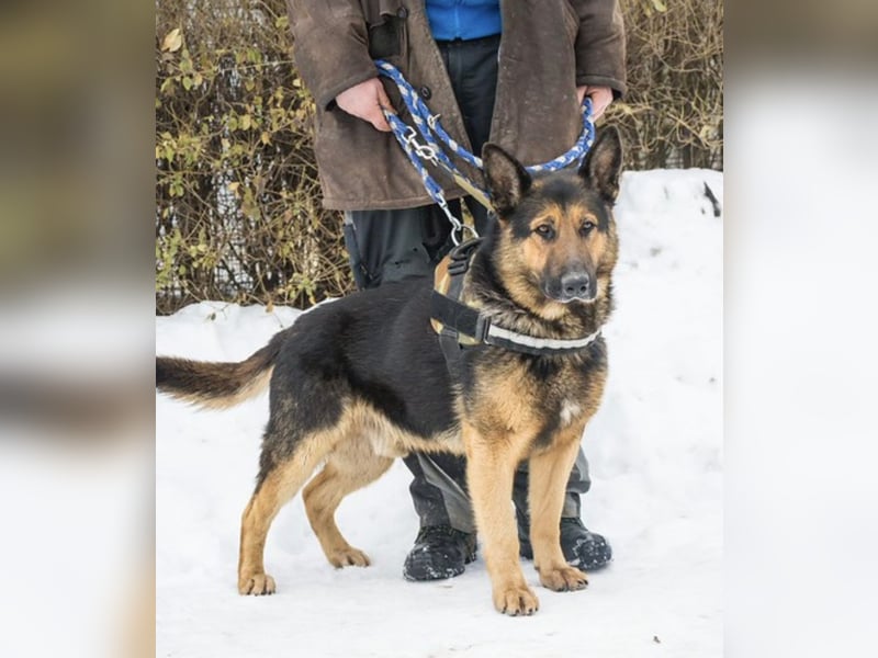 Viking SI- Stolzer Schäferhund sucht Familie mit Aufgabe