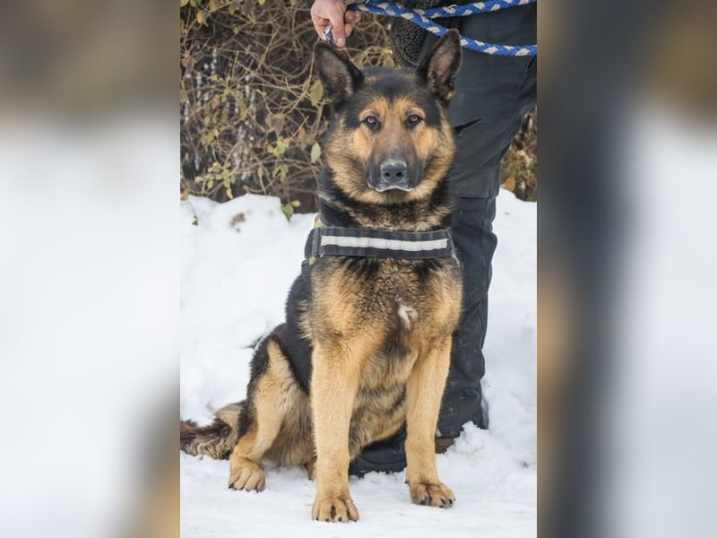 Viking SI- Stolzer Schäferhund sucht Familie mit Aufgabe
