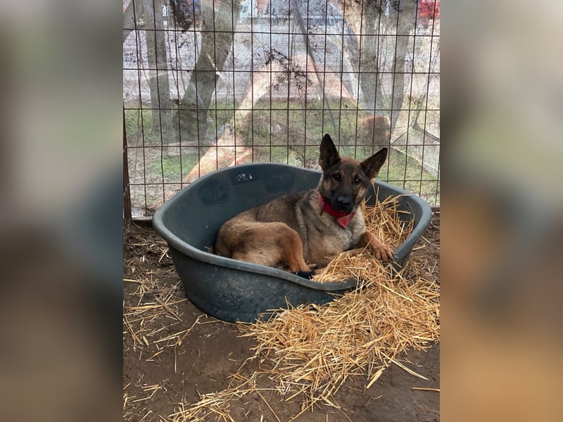 Ajax LM – aktive Schäferhündin sucht sportliches Zuhause 