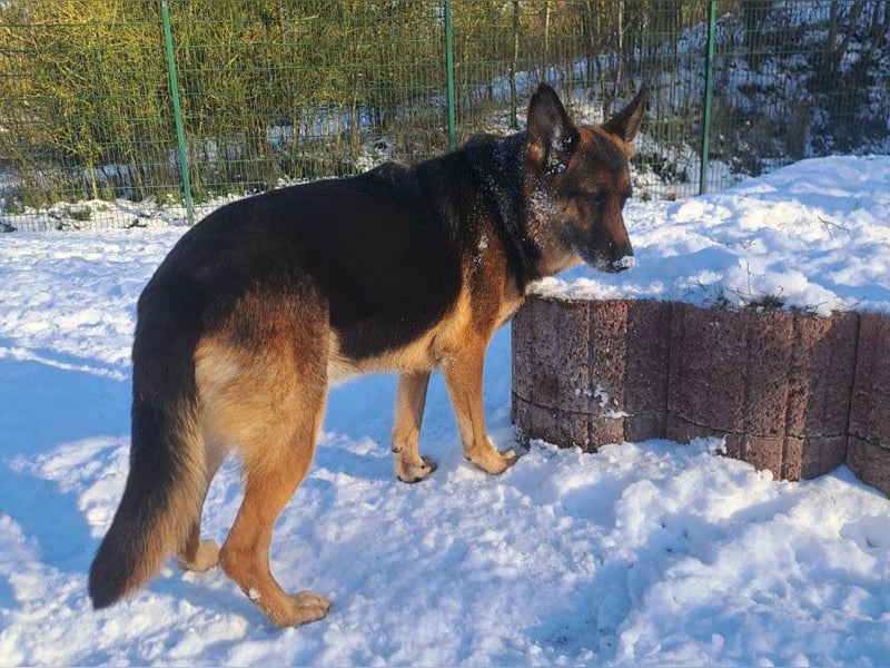 Bernadette – eine berührende Seele mit Herz, Stärke und feinem Schäferhund-Charakter
