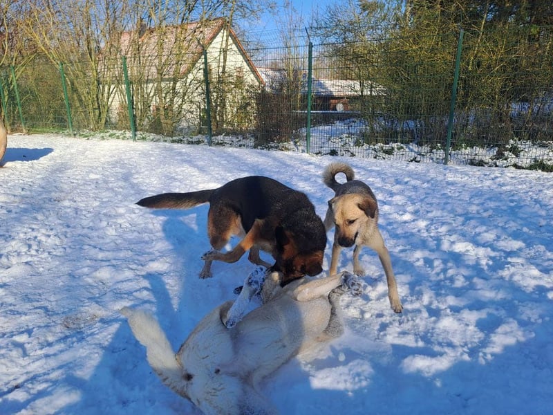 Bernadette – eine berührende Seele mit Herz, Stärke und feinem Schäferhund-Charakter