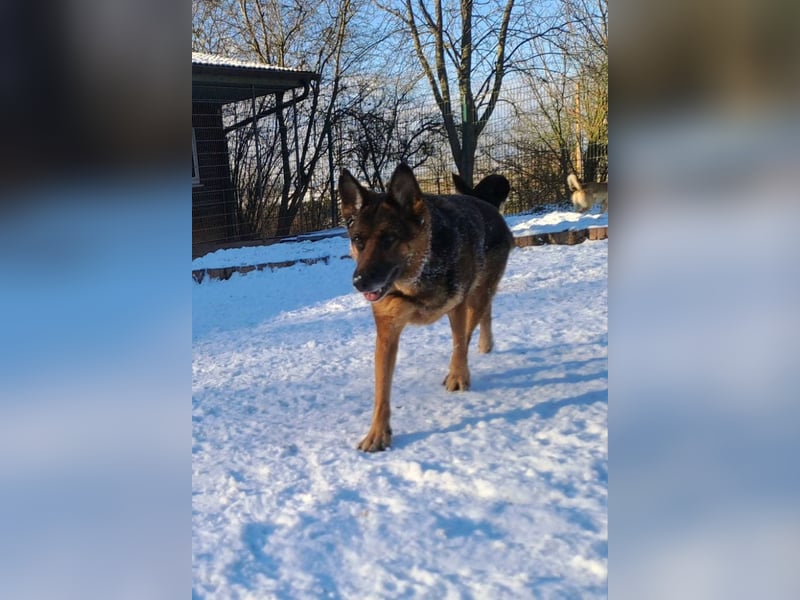 Bernadette – eine berührende Seele mit Herz, Stärke und feinem Schäferhund-Charakter