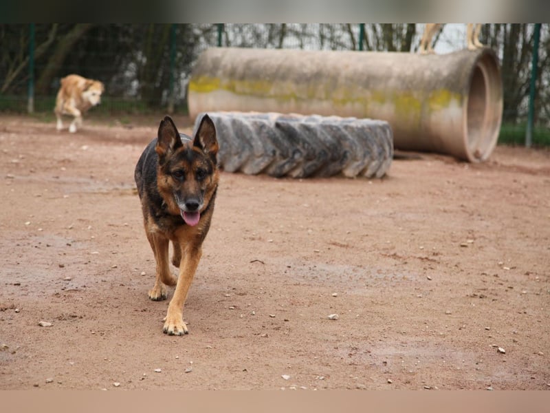 Bernadette – eine berührende Seele mit Herz, Stärke und feinem Schäferhund-Charakter