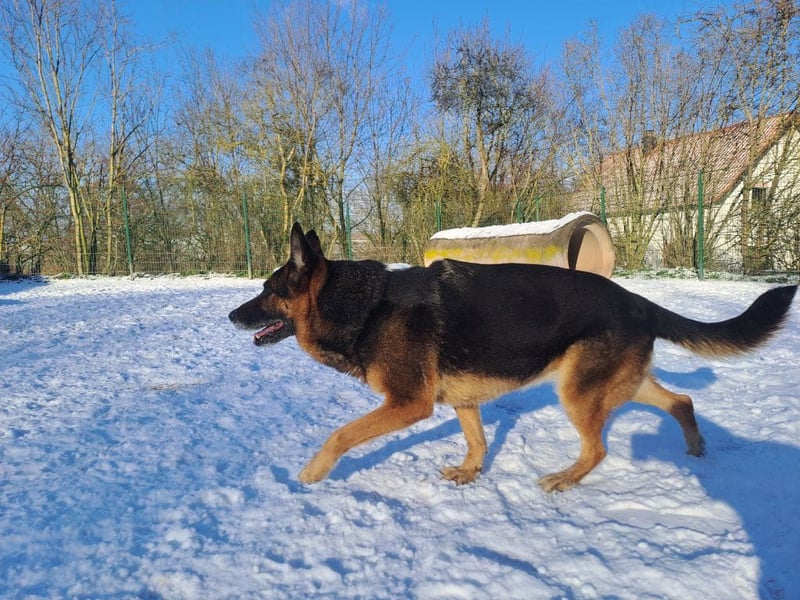 Bernadette – eine berührende Seele mit Herz, Stärke und feinem Schäferhund-Charakter