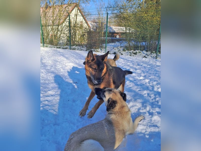 Bernadette – eine berührende Seele mit Herz, Stärke und feinem Schäferhund-Charakter