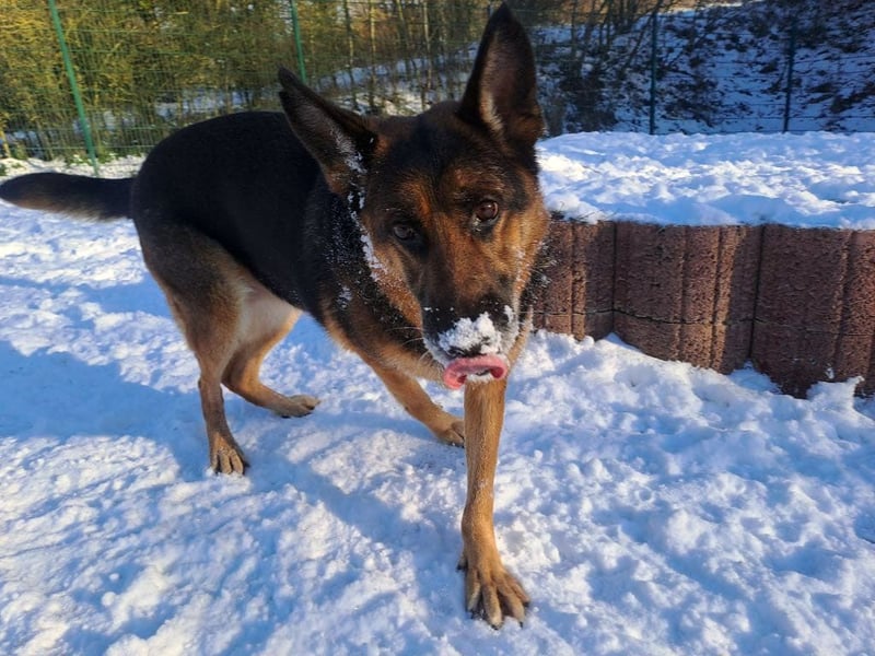 Bernadette – eine berührende Seele mit Herz, Stärke und feinem Schäferhund-Charakter