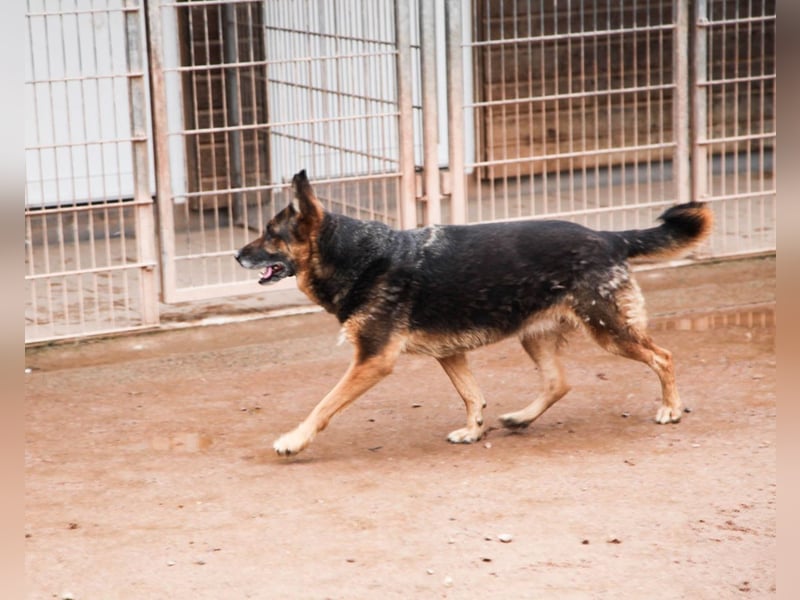 Bernadette – eine berührende Seele mit Herz, Stärke und feinem Schäferhund-Charakter