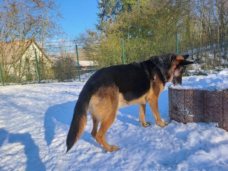 Bernadette – eine berührende Seele mit Herz, Stärke und feinem Schäferhund-Charakter