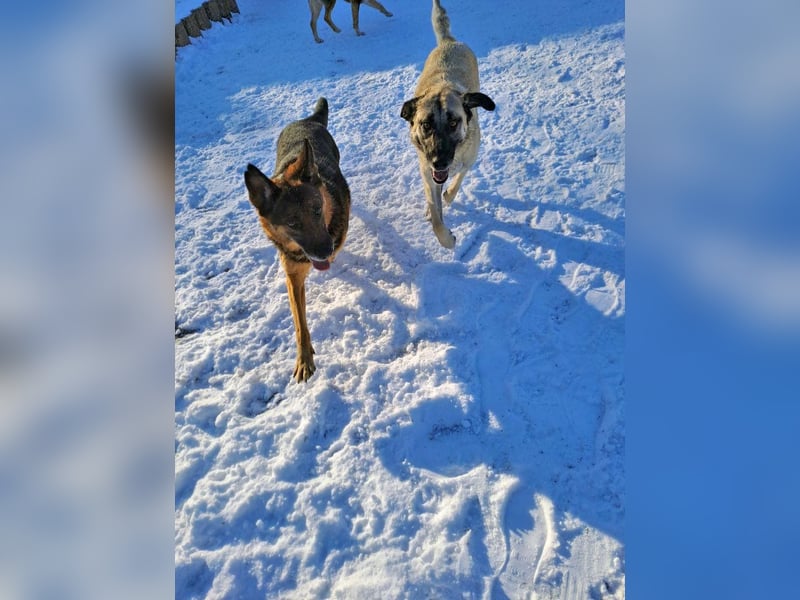 Bernadette – eine berührende Seele mit Herz, Stärke und feinem Schäferhund-Charakter