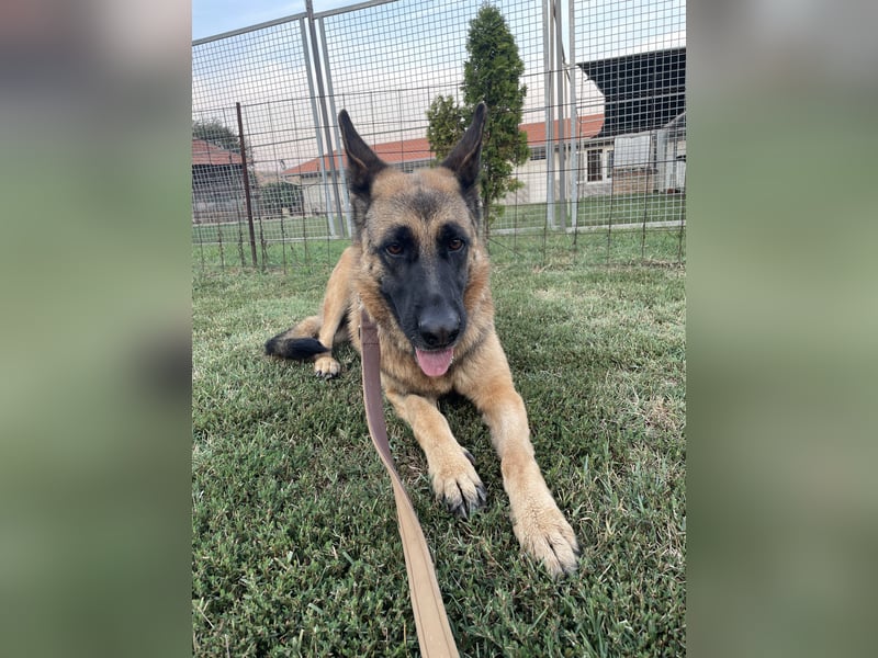 Liebevolle Hündin Lola sucht neues Zuhause