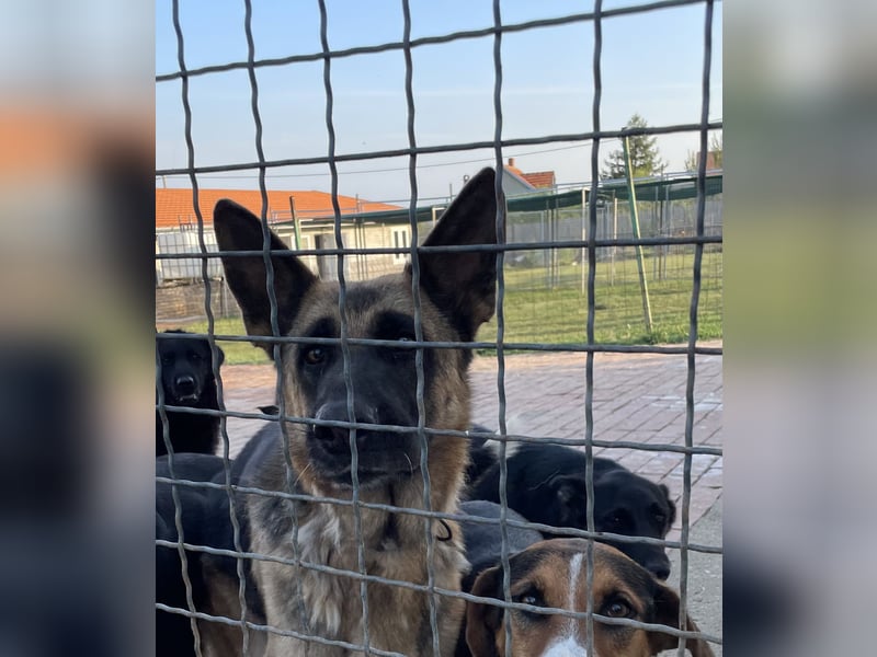 Liebevolle Hündin Lola sucht neues Zuhause