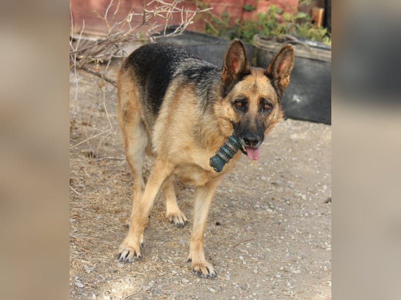 Herzenshund MARA sucht ihre Menschen