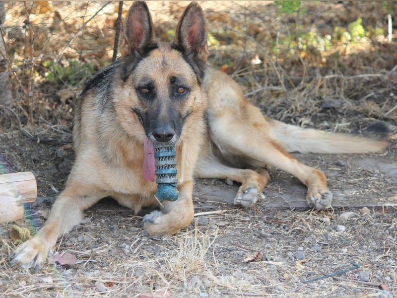 Herzenshund MARA sucht ihre Menschen