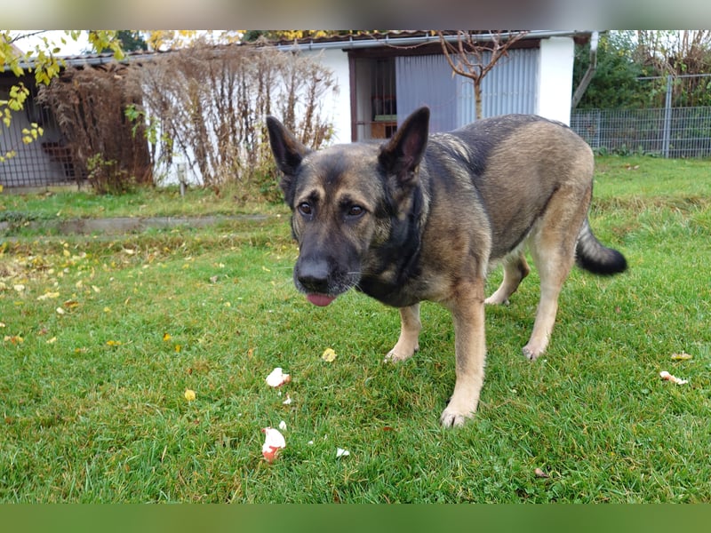 Aktiver und verspielter Schäferhund (6J. wbl.) abzugeben