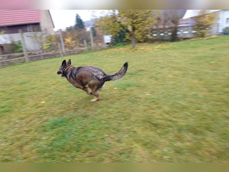 Aktiver und verspielter Schäferhund (6J. wbl.) abzugeben