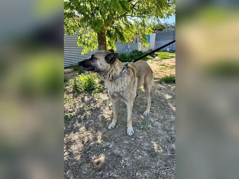 Ron, seit 2 Jahren unsichtbar im Tierheim