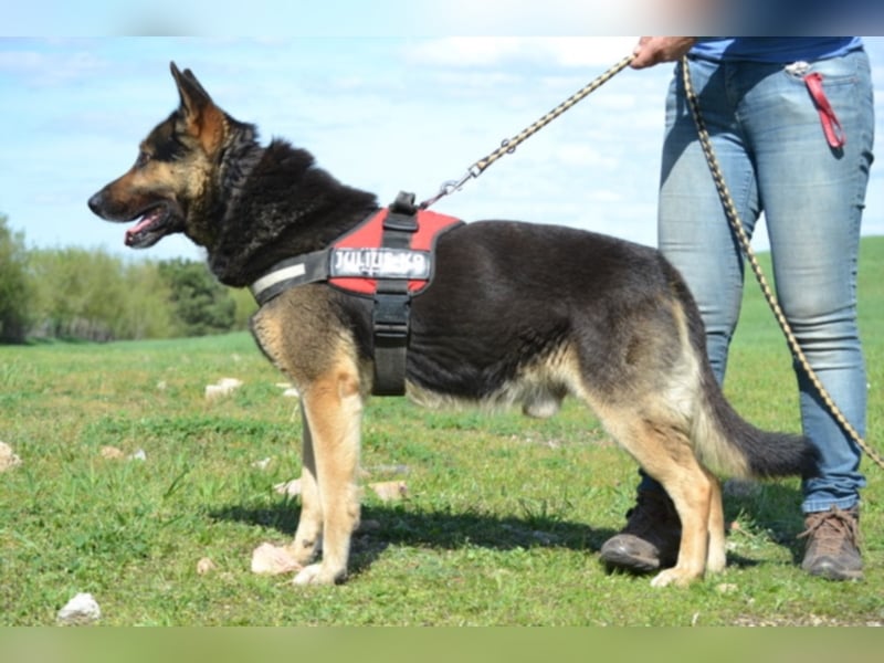 Lucas, ein loyaler Begleiter