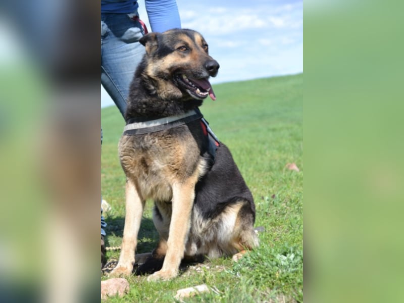 Lucas, ein loyaler Begleiter