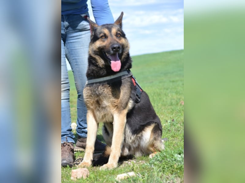 Lucas, ein loyaler Begleiter