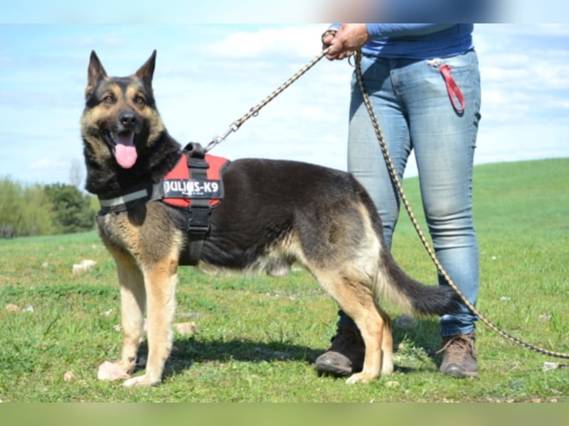 Lucas, ein loyaler Begleiter