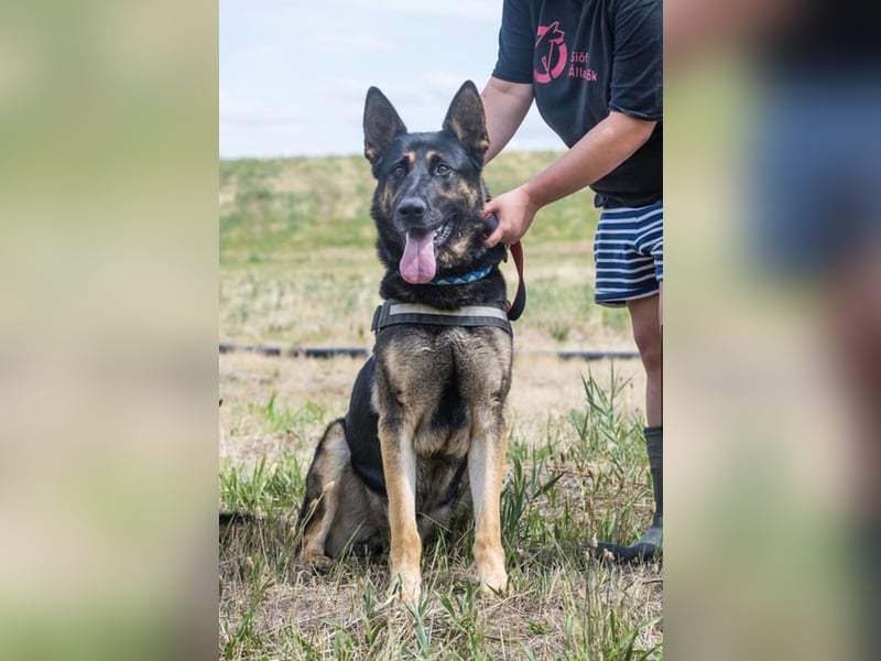 Mano SI – Hund mit Charakter sucht Rasseliebhaber