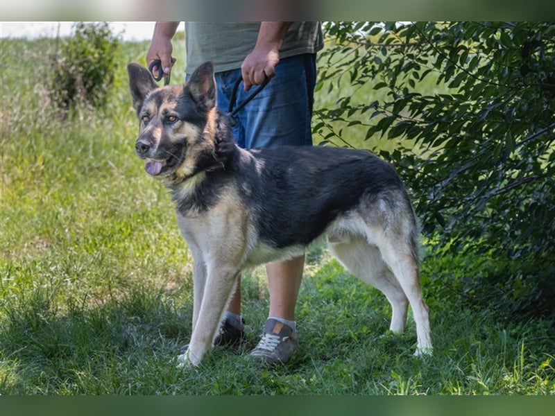 Blacky-SI – Schäferhund sucht Liebhaber!