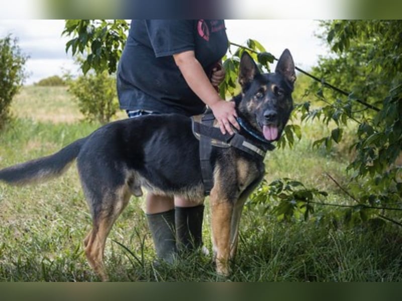 Mano SI – Hund mit Charakter sucht Rasseliebhaber