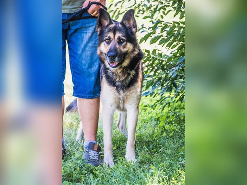 Blacky-SI – Schäferhund sucht Liebhaber!