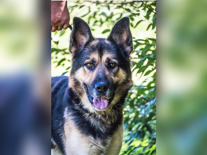 Blacky-SI – Schäferhund sucht Liebhaber!