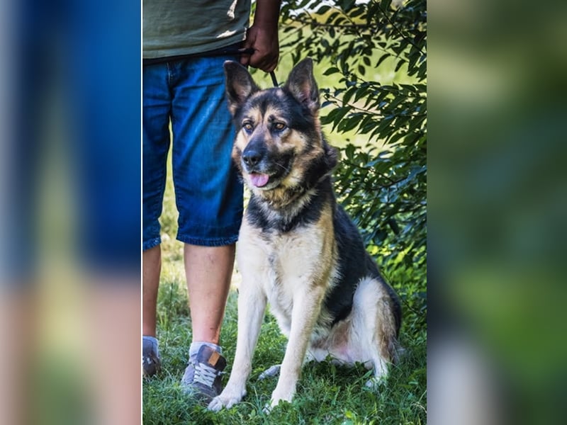 Blacky-SI – Schäferhund sucht Liebhaber!