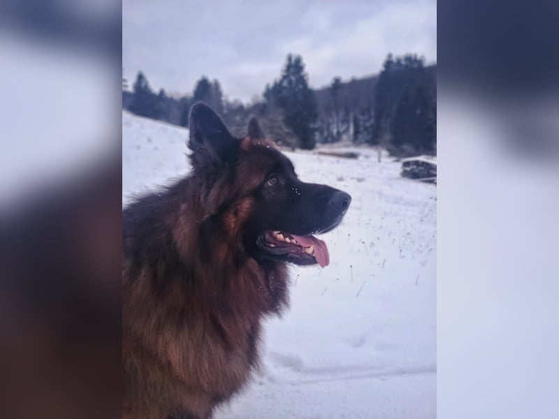 Langstockhaar Schäferhund abzugeben