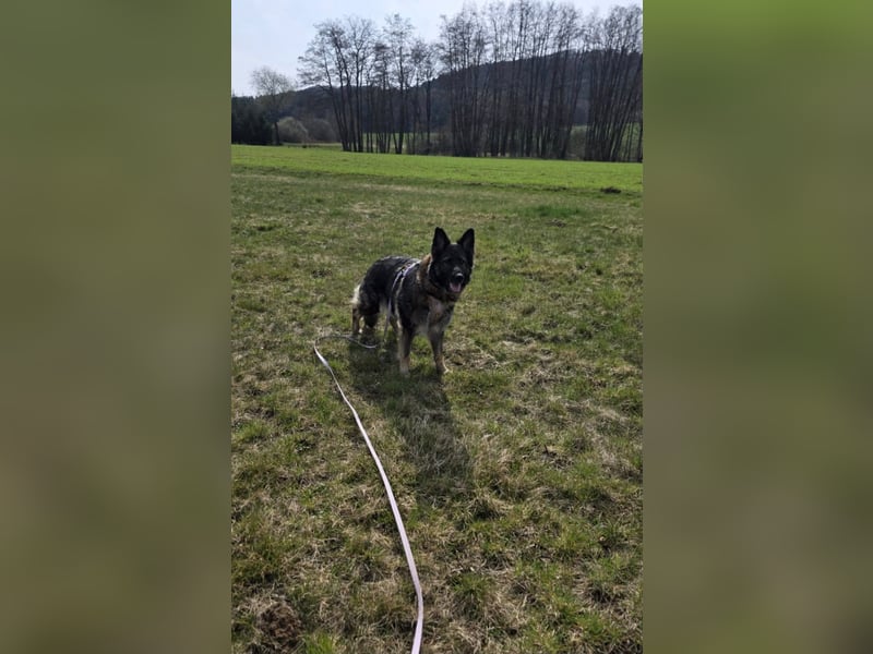 Lenia - treue Schäferhund-Dame (wartet in 92318)