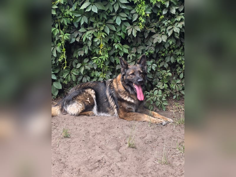 Lenia - treue Schäferhund-Dame (wartet in 92318)