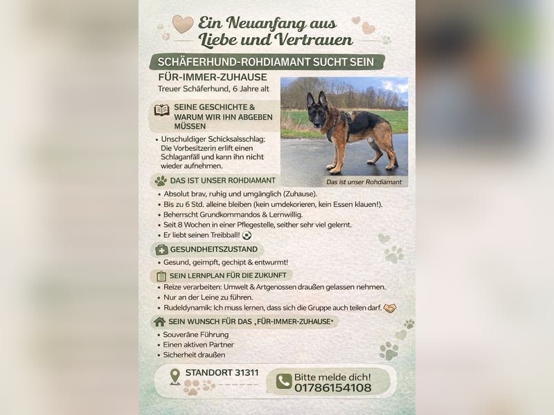 Rohdiamant mit Herz: Treuer Schäferhund (6 J.) sucht nach Schicksalsschlag neues Zuhause