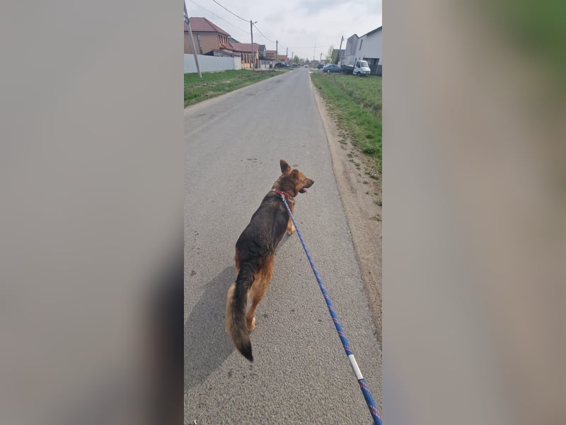 Luna sucht eine Pflege- oder Endstelle