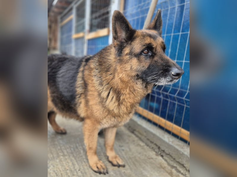 Schäferhund 080935 sucht sein Zuhause