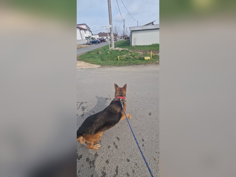 Luna sucht eine Pflege- oder Endstelle