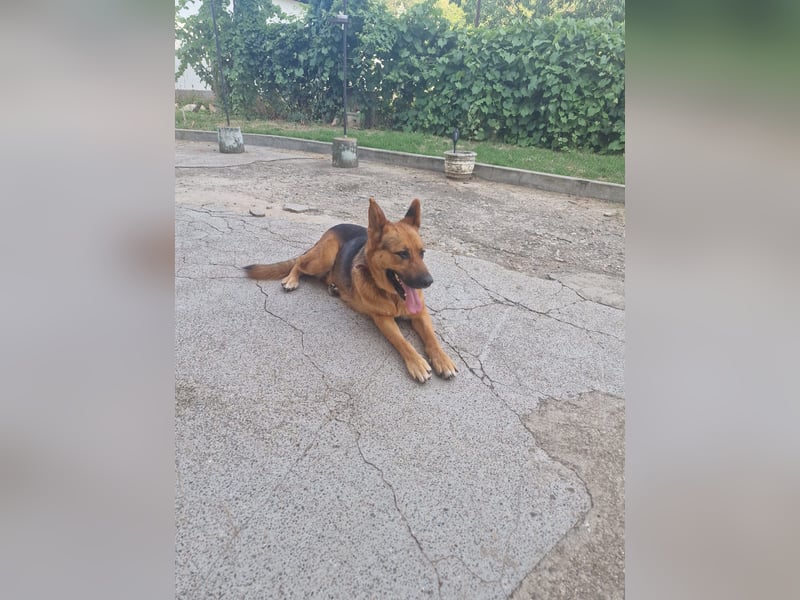 Luna sucht eine Pflege- oder Endstelle