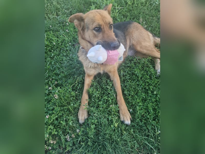 Luna sucht eine Pflege- oder Endstelle