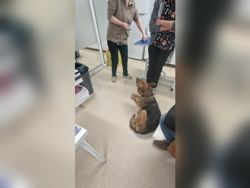 Luna sucht eine Pflege- oder Endstelle